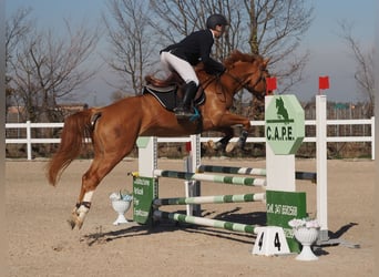 Selle italien, Jument, 4 Ans, 162 cm, Alezan