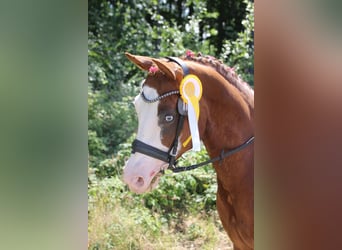 Selle italien Croisé, Jument, 7 Ans, 155 cm, Alezan