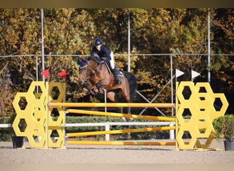 Selle italien, Jument, 9 Ans, 167 cm, Bai