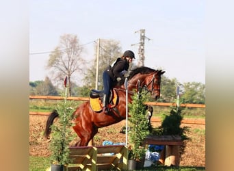 Selle italien, Jument, 9 Ans, 171 cm, Bai