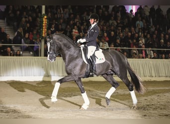 Oldenburg, Stallion, 9 years, 16.2 hh, Bay-Dark