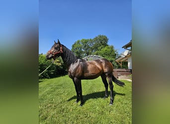 American Quarter Horse, Hengst, 4 Jaar, 150 cm, Donkerbruin