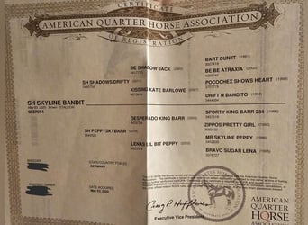 American Quarter Horse, Hengst, 5 Jaar, 150 cm, Donkerbruin American Quarter Horse, Hengst, 5 Jaar, 150 cm, Donkerbruin