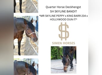 American Quarter Horse, Hengst, 5 Jahre, 150 cm, Dunkelbrauner