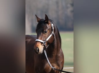 American Quarter Horse, Ogier, 3 lat, 155 cm, Ciemnogniada
