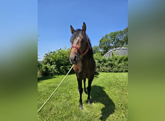 American Quarter Horse, Stallion, 4 years, 14,2 hh, Bay-Dark