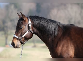 American Quarter Horse, Stallion, 4 years, 15.1 hh, Bay-Dark