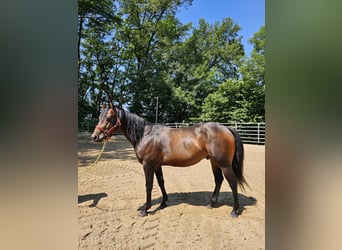 American Quarter Horse, Stallion, 4 years, 14,2 hh, Bay-Dark