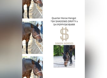 American Quarter Horse, Stallion, 5 years, 14,2 hh, Bay-Dark