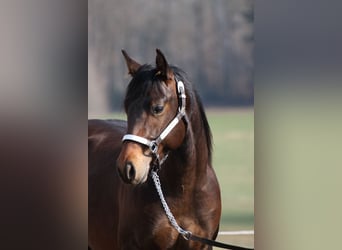 American Quarter Horse, Stallone, 5 Anni, 150 cm, Baio scuro