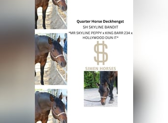 Quarter horse américain, Étalon, 5 Ans, 150 cm, Bai brun