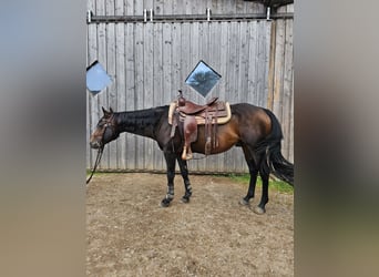 Quarter horse américain, Étalon, 5 Ans, 150 cm, Bai brun
