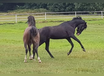 Shagya-arab, Hingst, 16 år, 152 cm, Svart