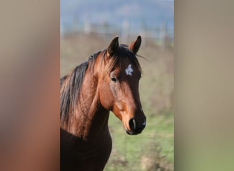 Shagya-arab, Hingst, 2 år, 154 cm, Brun