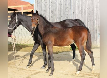 Shagya-arab, Hingst, Föl (05/2024), Brun