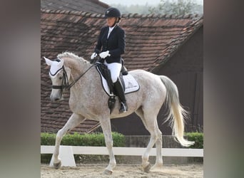 Shagya-arab, Sto, 10 år, 170 cm, Grå-flugskimmel