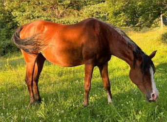 Shagya-arab, Sto, 19 år, 150 cm, Brun