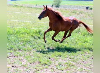 Shagya-arab, Sto, 2 år, 160 cm, fux