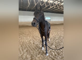 Shagya Araber, Hengst, 11 Jahre, 158 cm, Brauner