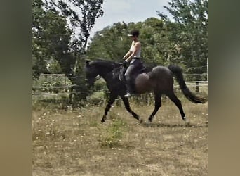 Shagya Araber, Hengst, 11 Jahre, 158 cm, Brauner