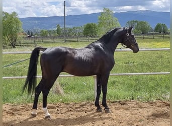 Shagya Araber, Hengst, 12 Jahre, 155 cm, Schwarzbrauner