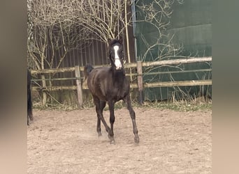Shagya Araber, Hengst, 1 Jahr, 152 cm, Rappe