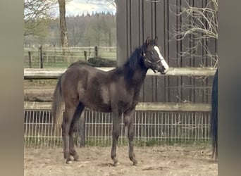 Shagya Araber, Hengst, 1 Jahr, 152 cm, Rappe