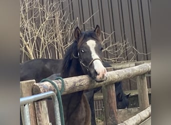 Shagya Araber, Hengst, 1 Jahr, 152 cm, Rappe