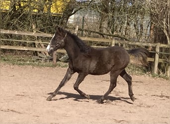 Shagya Araber, Hengst, 1 Jahr, 152 cm, Rappe