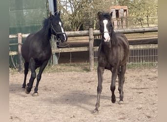 Shagya Araber, Hengst, 1 Jahr, 152 cm, Rappe