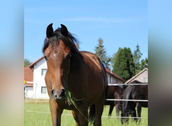 Shagya Araber, Hengst, 1 Jahr, Brauner