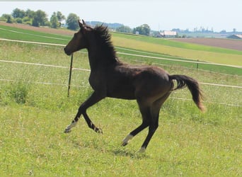 Shagya Araber, Hengst, 1 Jahr, Brauner