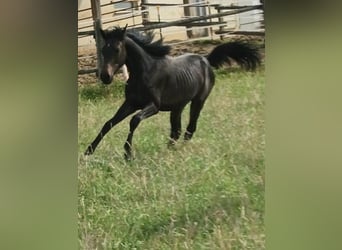 Shagya Araber, Hengst, 1 Jahr, Brauner