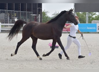 Shagya Araber, Hengst, 2 Jahre, 155 cm, Rappe
