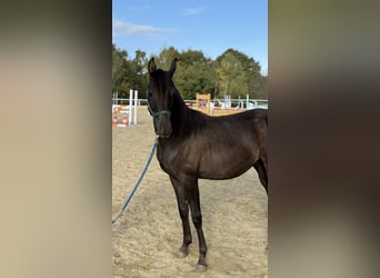 Shagya Araber, Hengst, 2 Jahre, 160 cm