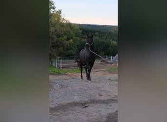 Shagya Araber, Hengst, 2 Jahre, 160 cm, Schimmel