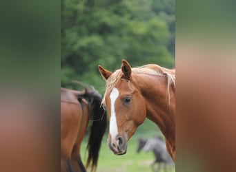 Shagya Araber, Hengst, 2 Jahre, Fuchs