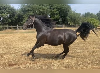 Shagya Araber, Hengst, 2 Jahre, Rappe