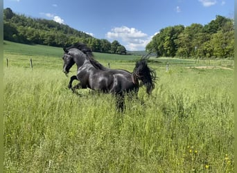 Shagya Araber, Hengst, 2 Jahre, Rappe