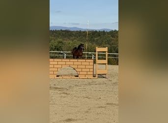 Shagya Araber, Hengst, 3 Jahre, 160 cm, Brauner