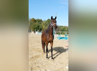 Shagya Araber, Hengst, 3 Jahre, 160 cm, Brauner