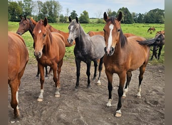 Shagya Araber, Hengst, 3 Jahre, 163 cm, Schimmel