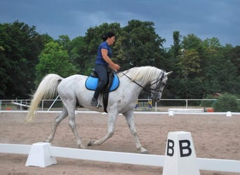 Shagya Araber, Hengst, 7 Jahre, White