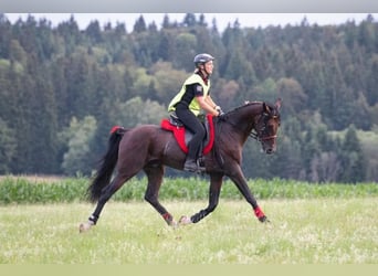 Shagya Araber, Hengst, 16 Jahre, 161 cm, Brauner