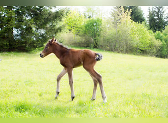 Shagya Araber Mix, Hengst, Fohlen (05/2024), 155 cm, Brauner