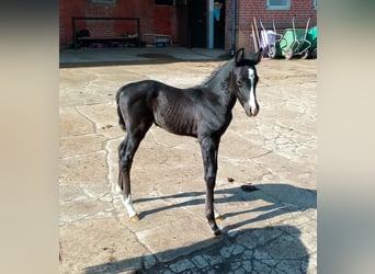 Shagya Araber, Hengst, , 164 cm, Rappe