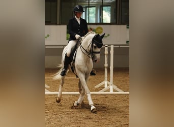 Shagya Araber, Hengst, 10 Jahre, 159 cm, Schimmel