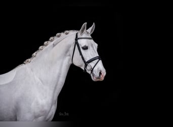 Shagya Araber, Hengst, 10 Jahre, 159 cm, Schimmel