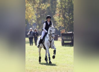 Shagya Araber, Hengst, 10 Jahre, 159 cm, Schimmel