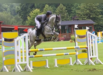 Shagya Araber, Hengst, 10 Jahre, 159 cm, Schimmel